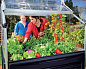 Теплица из поликарбоната PLANT INN Clear
